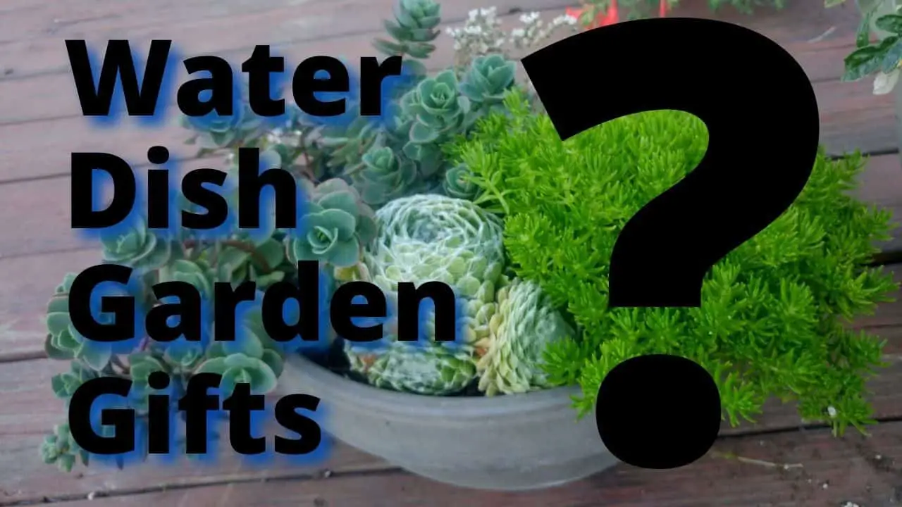 How To Water A Combination Dish Garden