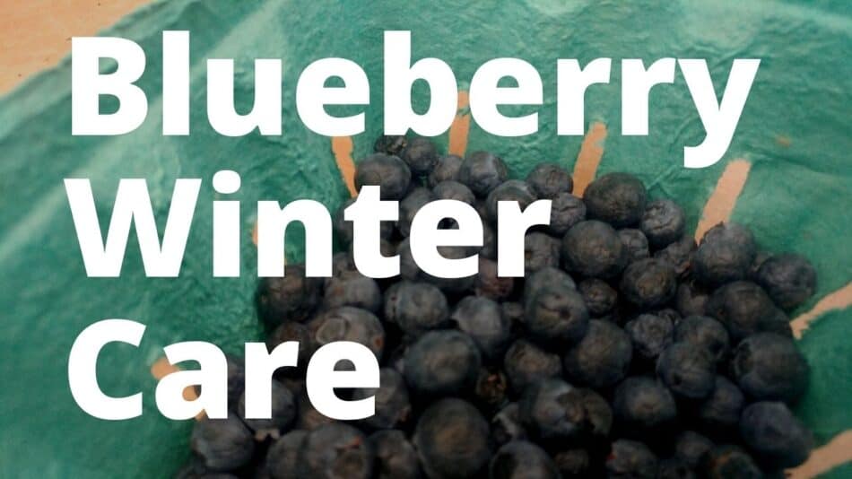 Blueberry winter Care