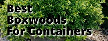 Boxwoods: Choose, Plant, Grow To Thrive, Not Just Survive! –  BesideTheFrontDoor.com