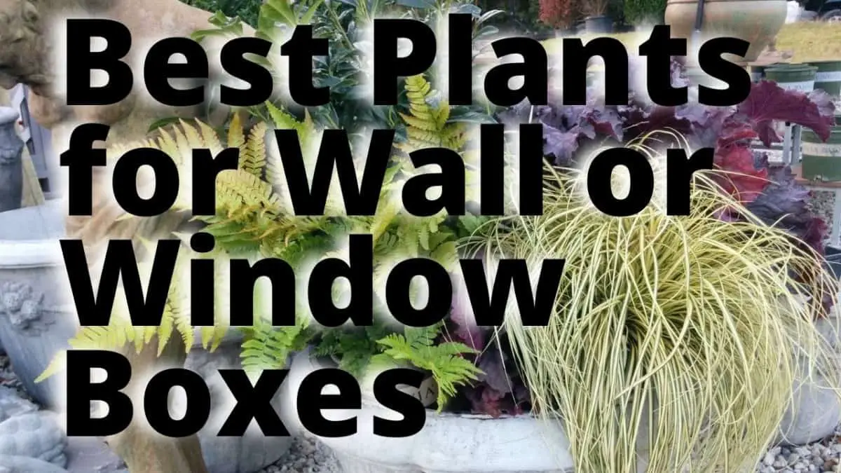 Your Best Plants For Wall Planters, Rail Planters & Window Boxes