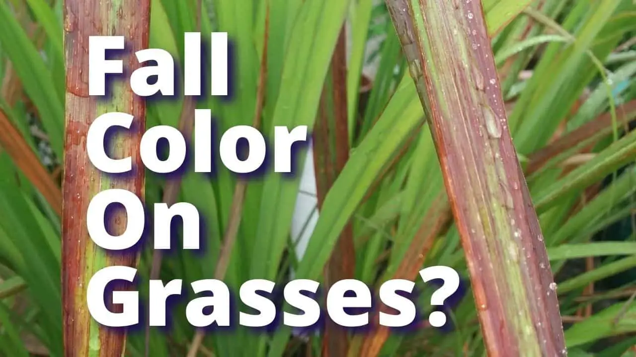 Fall Color For Ornamental Grasses