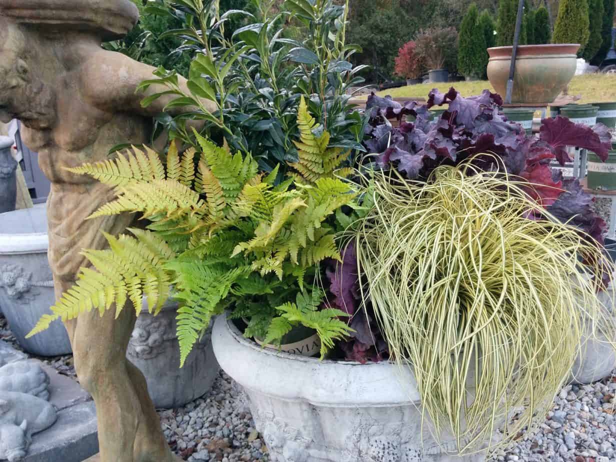 mixed gall & winter planter