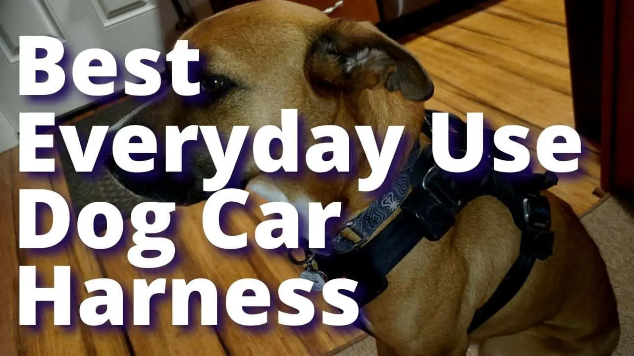 Best For Everyday Use: Crash Tested Dog Car Safety Harness – Tested & Reviewed 3 Top Brands