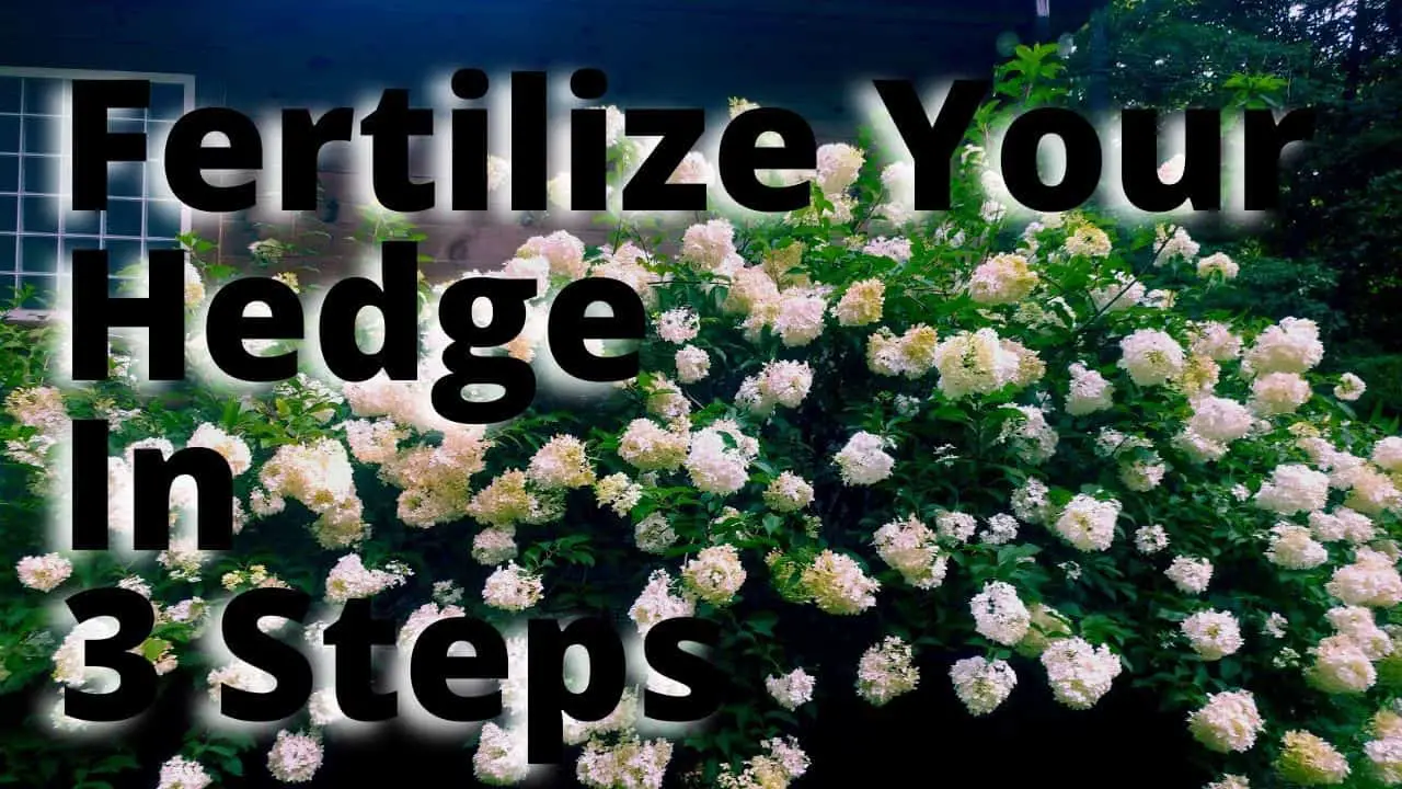 Fertilize Hedge 3 steps