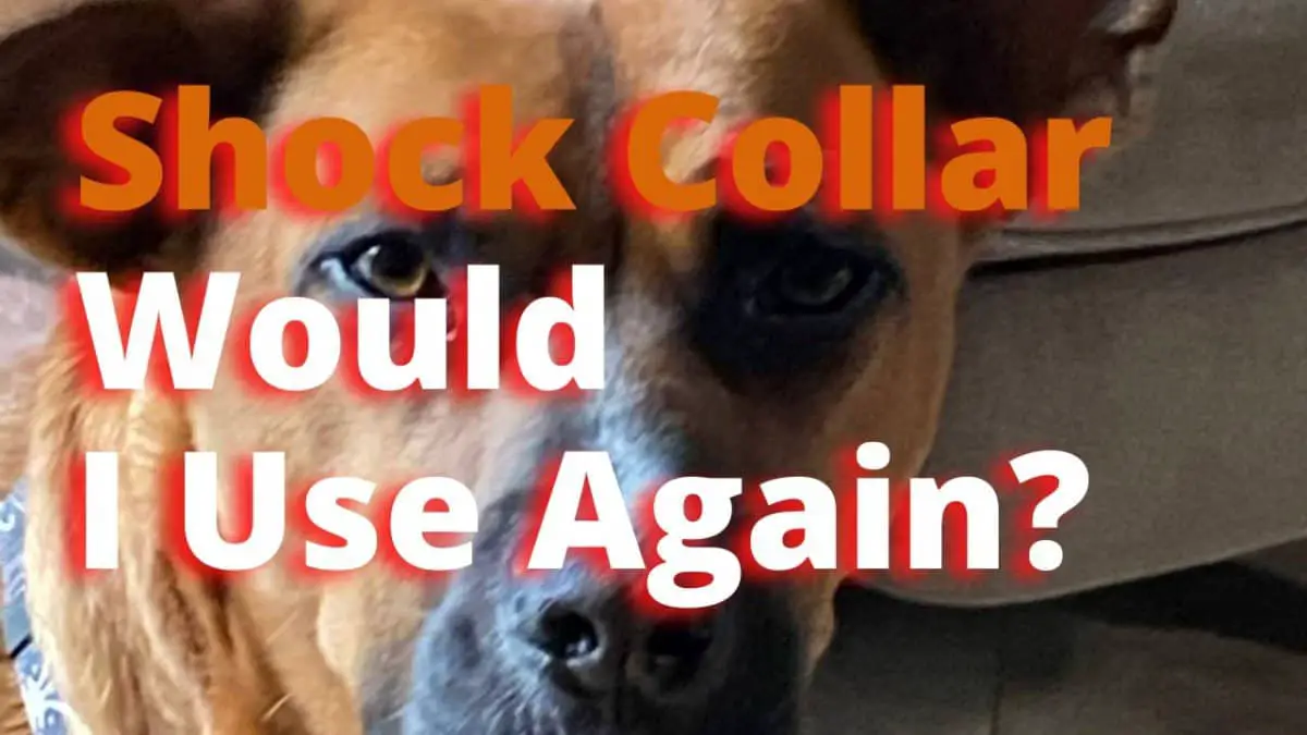 Dog Shock Collars – Effective?  Humane?  Would I Use Again? – My Personal Experience